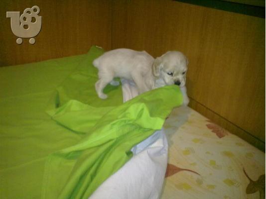 Αμερικανικος Κόκερ Σπάνιελ 350 euro
